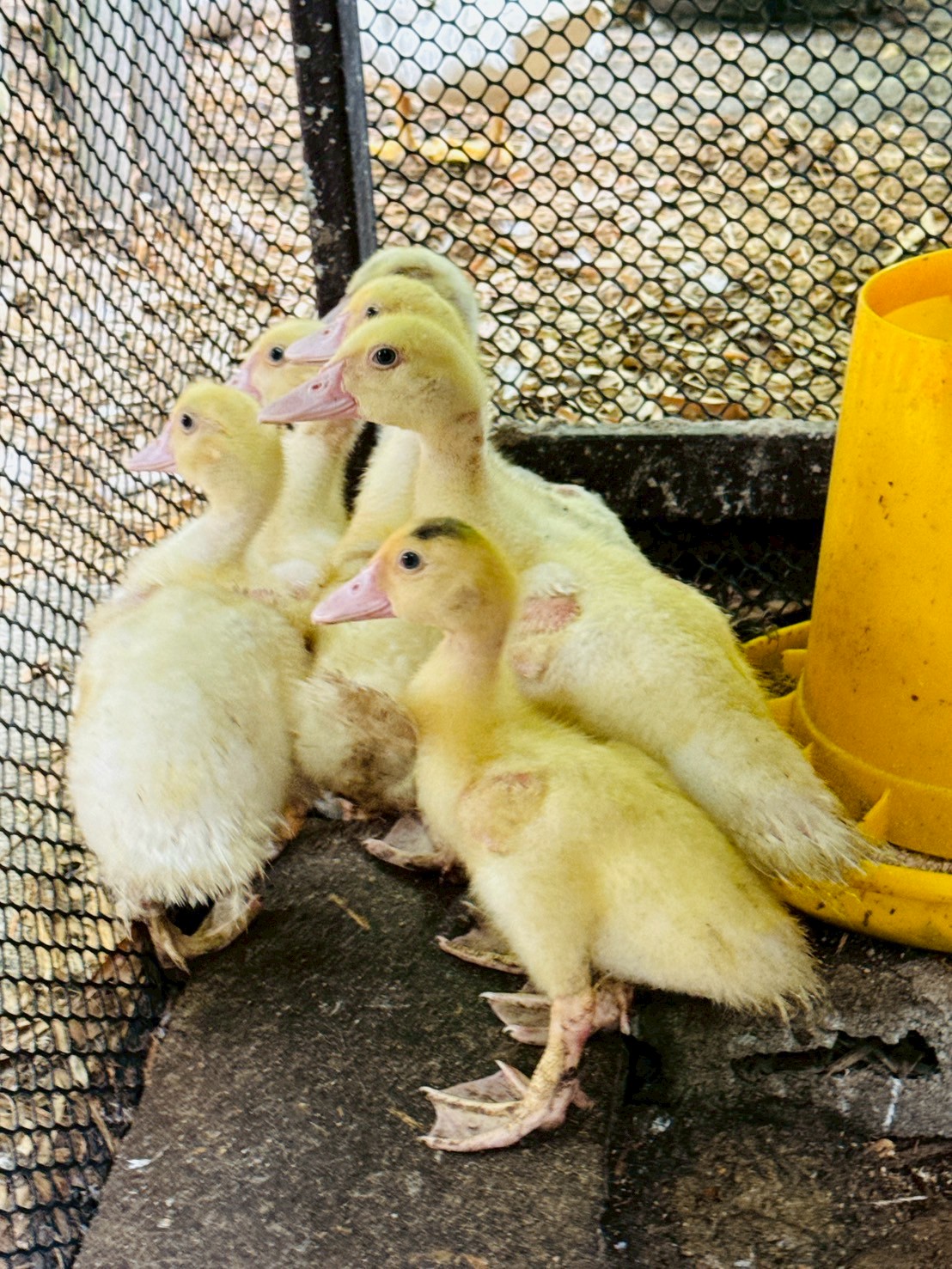 ลูกเป็ด (Duckling)